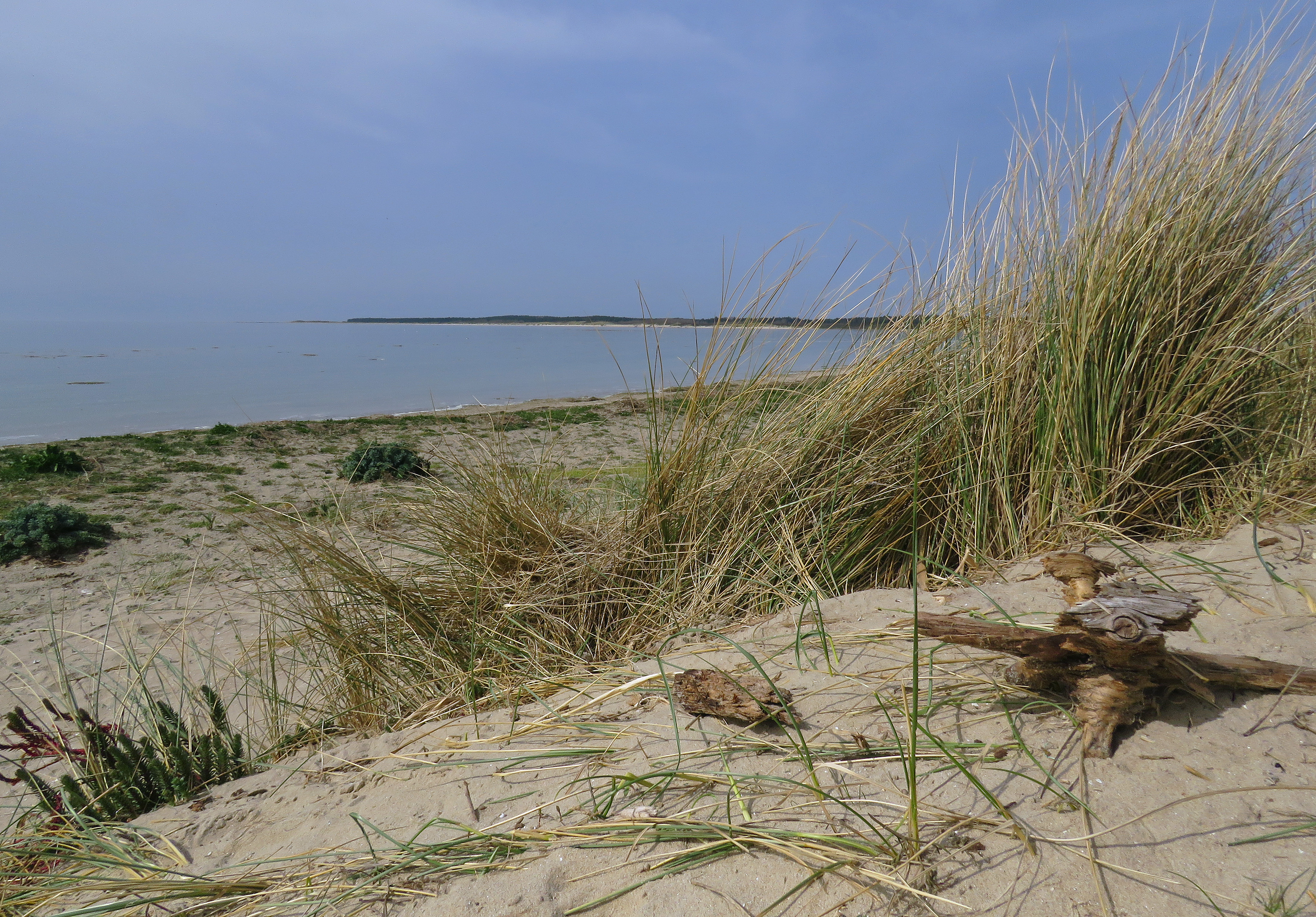 Oiseaux de la Baie - plage le Crotoy Baie de Somme